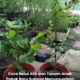 Proses memindahkan anak pokok ke dalam pasu baharu menggunakan medium tanaman yang gembur dan mempunyai saliran yang baik.
