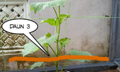 Anak pokok timun yang sihat selepas daun kotiledon dibuang untuk menggalakkan pertumbuhan lebih cepat.