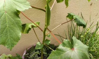 Pokok bendi subur di rumah yang menghasilkan buah segar untuk dituai setiap hari.