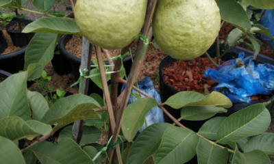Pokok jambu watermelon guava yang ditanam dalam polibeg dan mengeluarkan buah walaupun bersaiz kecil.