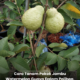 Pokok jambu watermelon guava yang ditanam dalam polibeg dan mengeluarkan buah walaupun bersaiz kecil.