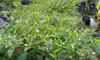 Anak pokok cili bara yang baru dipindahkan ke dalam pasu menggunakan medium tanaman yang poroi.