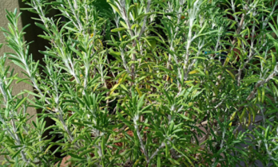 Pokok rosemary yang subur ditanam di dalam pasu dan diletakkan di kawasan menerima cahaya matahari.