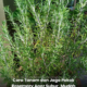 Pokok rosemary yang subur ditanam di dalam pasu dan diletakkan di kawasan menerima cahaya matahari.