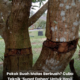 Teknik sunat dahan pada pokok buah untuk merangsang pengeluaran bunga dan buah dengan lebih cepat.