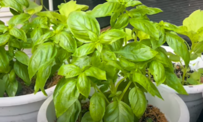 Keratan batang Sweet Basil yang disediakan untuk ditanam di dalam pasu menggunakan kaedah keratan.