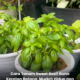 Keratan batang Sweet Basil yang disediakan untuk ditanam di dalam pasu menggunakan kaedah keratan.
