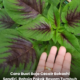 Pokok bayam yang tumbuh subur dan berdaun besar hasil penggunaan baja cecair Bokashi buatan sendiri.