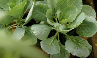 Pelbagai jenis sayur yang mudah ditanam di rumah seperti kailan, bayam, salad dan cili padi dalam pasu.