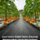Pokok golden melon ditanam menggunakan sistem mini fertigasi di kawasan rumah yang terhad.