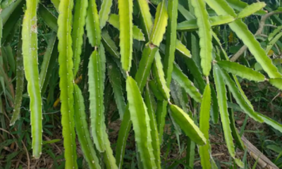 Pokok buah naga yang sedang memanjat tiang simen dengan struktur sokongan yang kukuh.