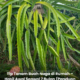Pokok buah naga yang sedang memanjat tiang simen dengan struktur sokongan yang kukuh.