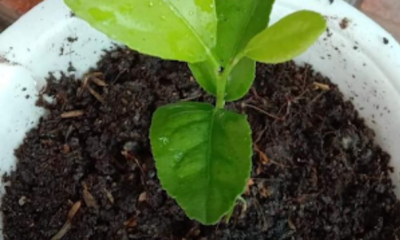 Biji lemon segar yang dikeluarkan dari buah untuk proses semaian di rumah.