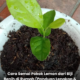 Biji lemon segar yang dikeluarkan dari buah untuk proses semaian di rumah.
