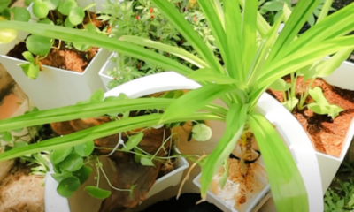 DIY kebun air dalam pasu yang menggabungkan tanaman hijau dan ikan hiasan.