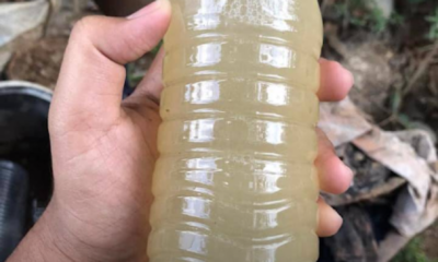 Bahan-bahan dapur seperti cili padi, bawang putih dan halia untuk membuat racun organik tanaman.