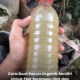 Bahan-bahan dapur seperti cili padi, bawang putih dan halia untuk membuat racun organik tanaman.