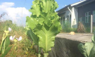 Biji benih salad disemai dalam pasu kecil untuk proses percambahan awal.