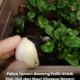 Pokok bayam Brazil yang subur ditanam bersama bawang putih sebagai kawalan perosak semula jadi.
