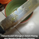 Cara membersihkan getah pisang dan nangka pada pisau menggunakan minyak masak