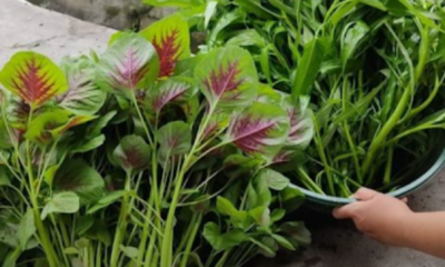 Cara menanam bayam dan kangkung subur di rumah dengan hasil tuaian cepat
