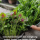 Cara menanam bayam dan kangkung subur di rumah dengan hasil tuaian cepat