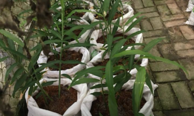 Pokok halia yang ditanam dalam pasu di rumah dengan rizom halia segar sedia dituai selepas 6 hingga 8 bulan penjagaan.