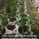 Pokok halia yang ditanam dalam pasu di rumah dengan rizom halia segar sedia dituai selepas 6 hingga 8 bulan penjagaan.