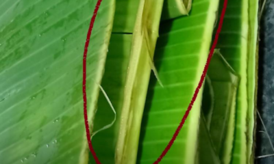 Daun pisang segar disusun dan dibalut untuk penyimpanan tahan lama tanpa peti ais bagi kegunaan memasak dan pembungkusan makanan tradisional.