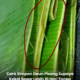 Daun pisang segar disusun dan dibalut untuk penyimpanan tahan lama tanpa peti ais bagi kegunaan memasak dan pembungkusan makanan tradisional.