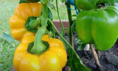Anak pokok capsicum yang ditanam dalam pasu selepas bercambah daripada biji buah segar, tumbuh sihat dan subur di kawasan rumah.