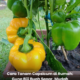 Anak pokok capsicum yang ditanam dalam pasu selepas bercambah daripada biji buah segar, tumbuh sihat dan subur di kawasan rumah.