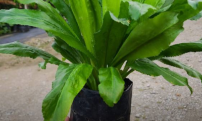 Pokok ketumbar jawa yang tumbuh lebat dan subur dalam pasu dengan daun hijau segar hasil penjagaan serta pemangkasan bunga secara berkala.