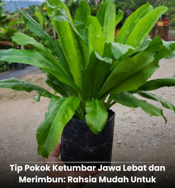 Pokok ketumbar jawa yang tumbuh lebat dan subur dalam pasu dengan daun hijau segar hasil penjagaan serta pemangkasan bunga secara berkala.