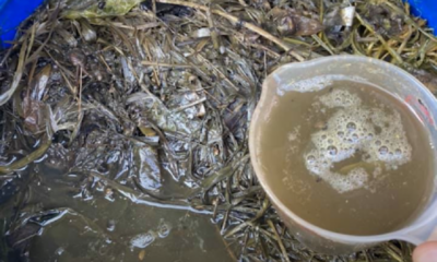 Rumput liar yang dikumpulkan untuk dijadikan baja organik cecair bagi menyuburkan tanaman secara semula jadi.
