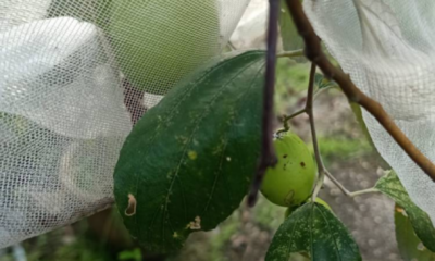 Pokok bidara epal berbuah lebat dengan buah hijau besar yang dilindungi menggunakan jaring bagi mengelakkan serangan lalat buah dan memastikan hasil lebih berkualiti.