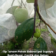 Pokok bidara epal berbuah lebat dengan buah hijau besar yang dilindungi menggunakan jaring bagi mengelakkan serangan lalat buah dan memastikan hasil lebih berkualiti.