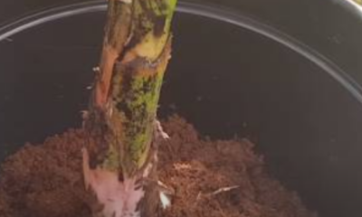 Anak pokok pisang ditanam di dalam pasu besar menggunakan media cocopeat bagi memudahkan penjagaan dan sesuai untuk ruang rumah yang terhad.
