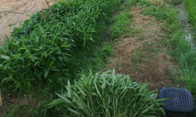 Pokok kangkung ditanam di atas batas menggunakan biji benih dengan susunan barisan yang kemas untuk menghasilkan tuaian yang subur dan berkualiti.