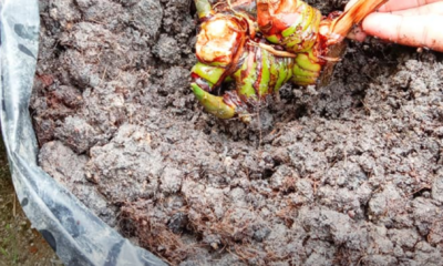 Lengkuas merah segar yang dipilih sebagai benih untuk ditanam di rumah.