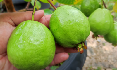 Pokok jambu dalam pasu yang berbuah lebat hasil penjagaan dan pembajaan yang konsisten.