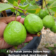 Pokok jambu dalam pasu yang berbuah lebat hasil penjagaan dan pembajaan yang konsisten.