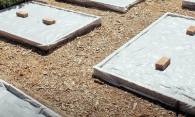 Tanah kebun yang disediakan untuk proses rawatan menggunakan teknik soil solarization.