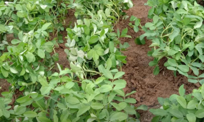 Pokok kacang tanah yang matang dan sedia untuk dituai selepas tiga bulan penanaman.