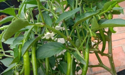 Pokok cili yang subur dan berbuah lebat hasil penjagaan yang betul di rumah.
