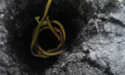 Keratan batang pokok pudina yang dipilih untuk dijadikan benih tanaman baharu.