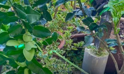 Pokok limau purut yang ditanam di rumah dengan daun hijau yang subur.