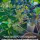 Pokok limau purut yang ditanam di rumah dengan daun hijau yang subur.