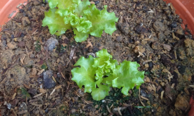 Anak pokok salad kerinting dengan beberapa helai daun yang sedia dipindahkan.
