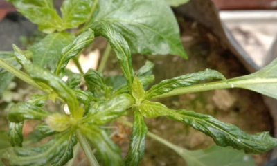 Daun pokok cili yang kerinting akibat serangan serangga perosak.